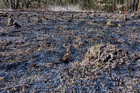 gras brennt schwarz|wieviel gras ist mein gras kontaminiert.